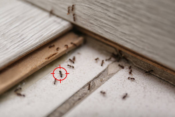 Best Affordable Pest Control Services  in Huntington Beach, CA