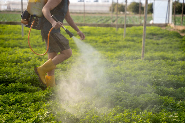 Best Ant Control Services  in Huntington Beach, CA