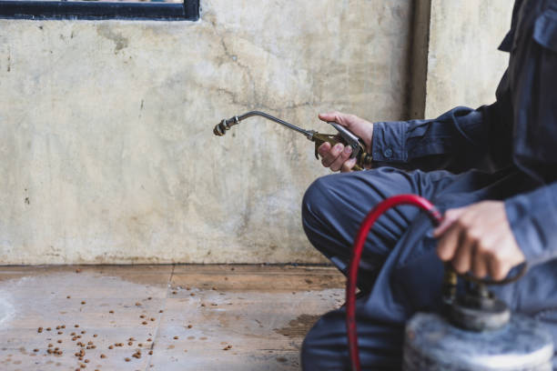 Best Rat Extermination Near Me  in Huntington Beach, CA